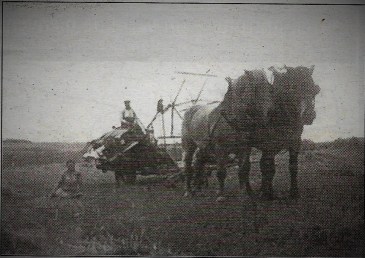 faucheuse et chevaux